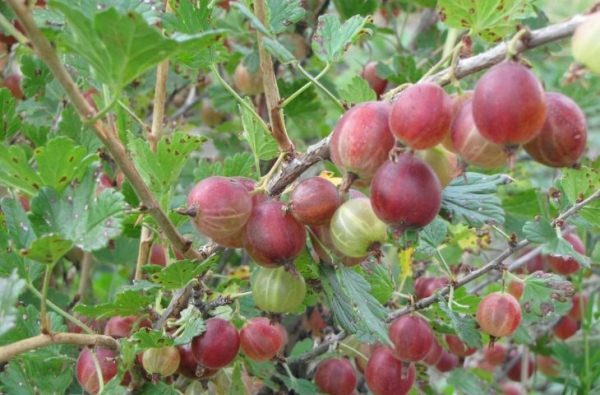  Varietà di uva spina Krasnoslavyansky