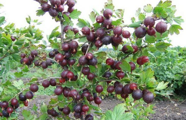  Varietà di uva spina Leningradets