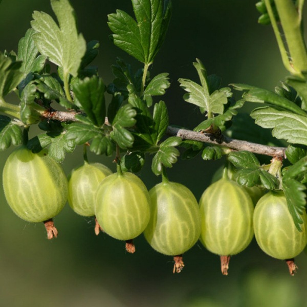 Varietà di uva spina Primavera