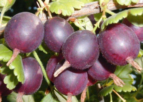  Capitano del nord grado Gooseberry