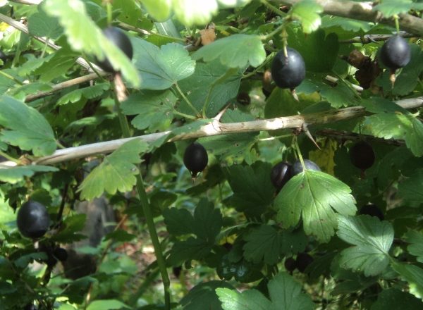  Gooseberry Variety Defender