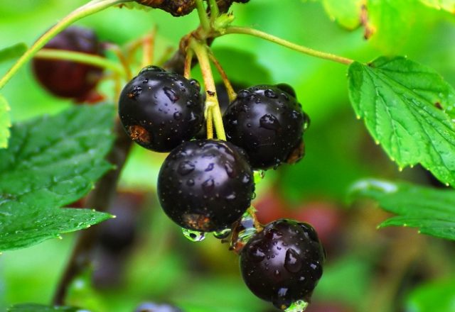  currant pygmy