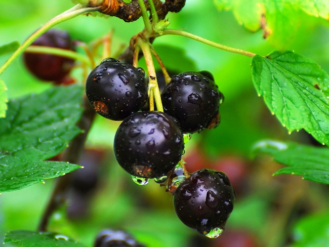  pigmeo di ribes