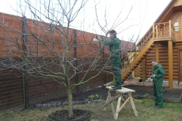  Albero da frutto potatura