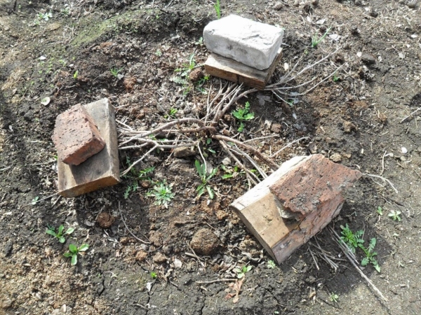 Per proteggere dal congelamento il ramo di ribes può essere pressato a terra con mattoni o piastrelle non metalliche.