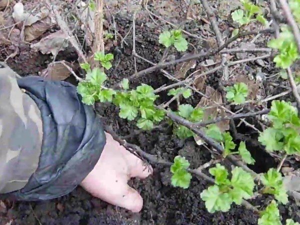  Preparazione per la riproduzione di uva spina dividendo il cespuglio