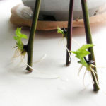  Blackberry reproduction by cutting