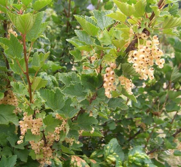  Tufișuri cu ciorchine de fructe de pădure albă