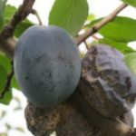  Ciruela afectada por moniliasis.