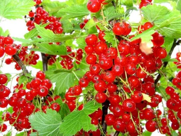  Currant grade Red Cross