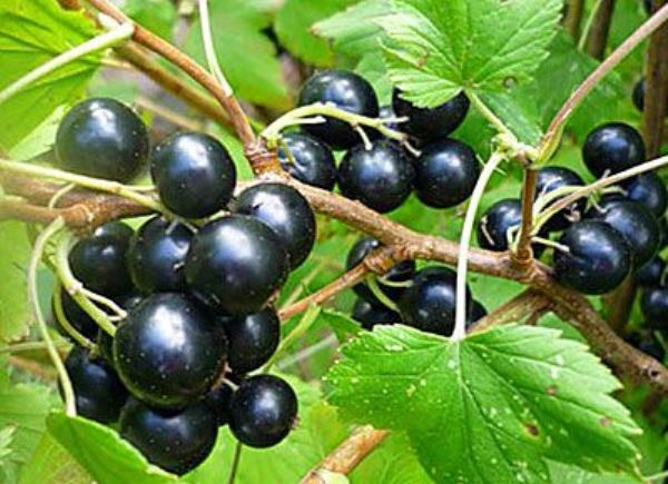  Currant grade Vigorous