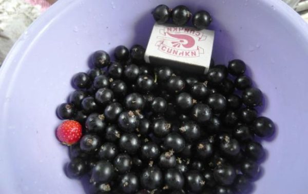 Dimensioni di bacche mature di ribes pigmeo