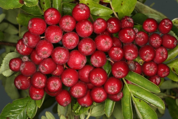  La varietà di rubino ashberry è buona per la trasformazione in succhi, gelatine, vini, liquori, gelatine