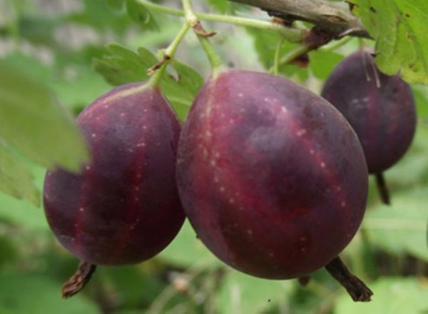  Bacche di uva spina nera
