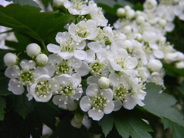  Fiori di biancospino