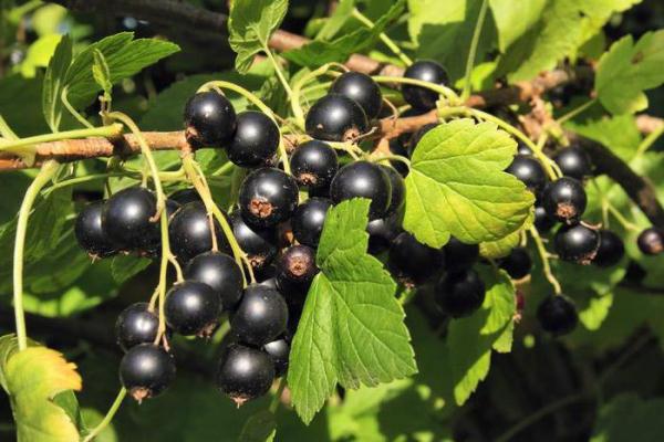  Black currant