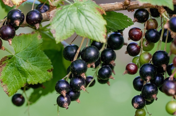  How to properly transplant a currant bush to a new place: the choice of terms and stages of transplantation