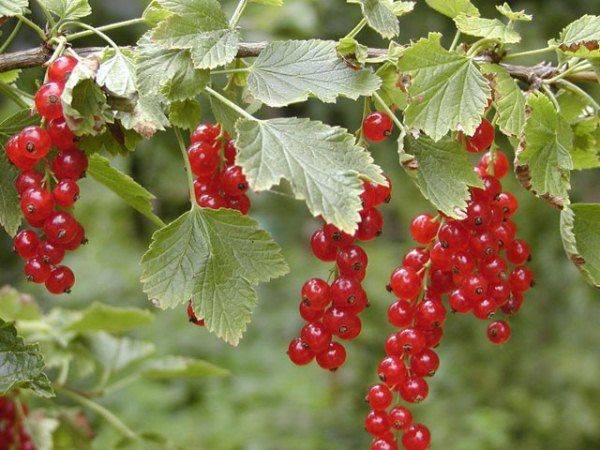  Proprietà curative del ribes rosso