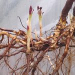  Blackberry reproduction division of the mother bush