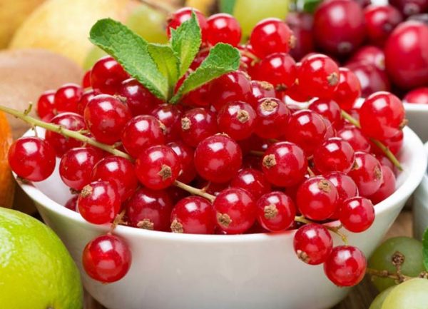  Zucchero di ribes fresco di raccolta