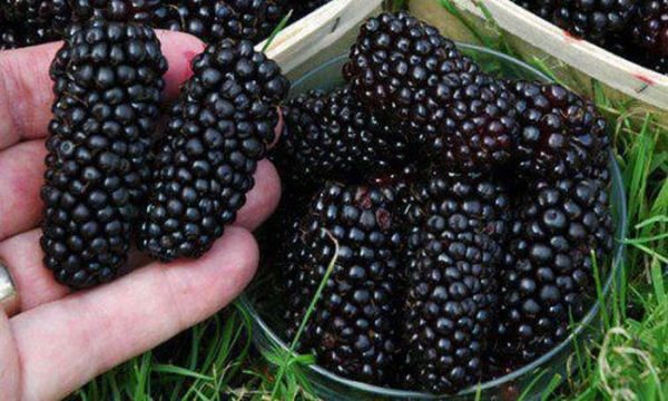  Blackberry variedad gigante
