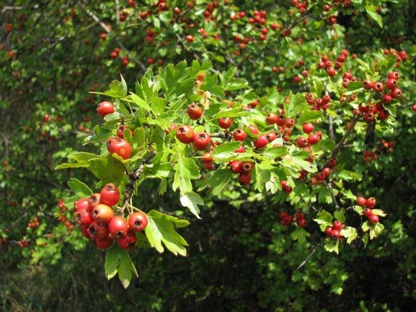  Cespuglio di biancospino con frutti
