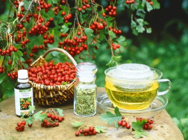  La tintura di fiori di biancospino viene utilizzata nel trattamento delle malattie cardiovascolari e delle malattie del sistema nervoso