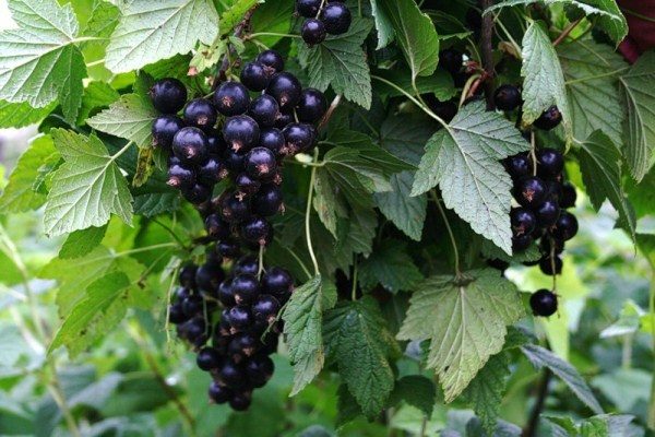 Il ribes nero ha un numero di controindicazioni da usare