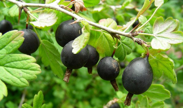  Hybrid of black currant and gooseberry
