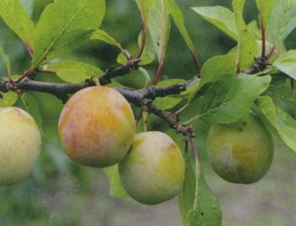  Ciruela Renklod Kuybyshevsky
