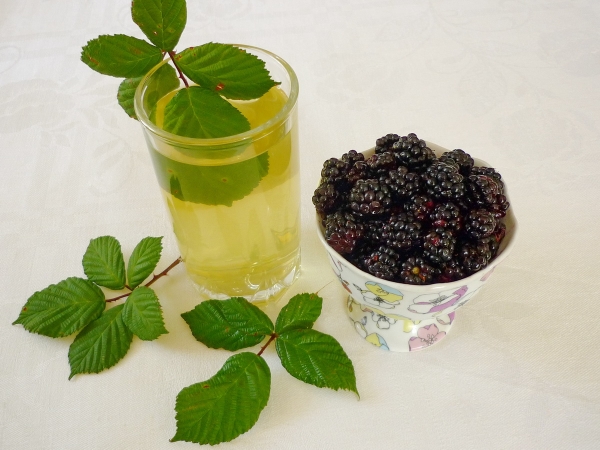  Las hojas de mora, las raíces y los frutos se utilizan en el tratamiento de muchas enfermedades.