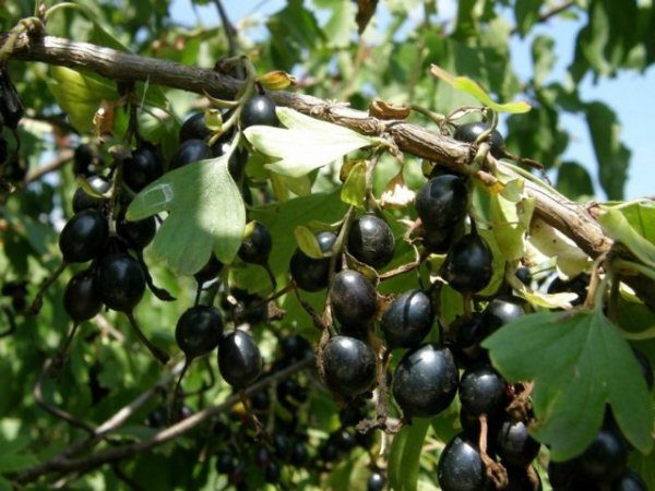  Yoshta - un ibrido di uva spina e ribes