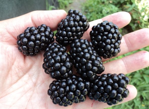  Useful properties of blackberry and its composition, possible harm and contraindications to use