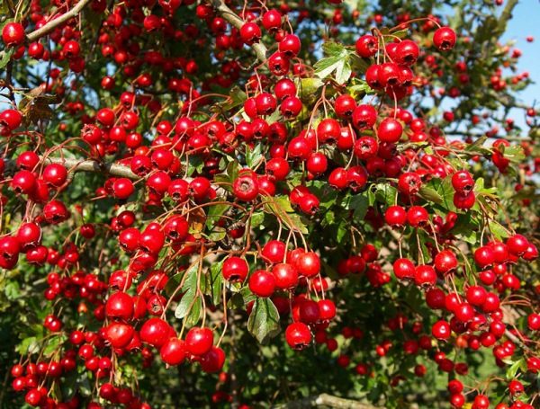 Frutta di biancospino