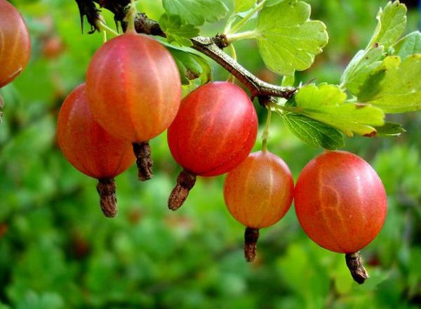 Gooseberry berries