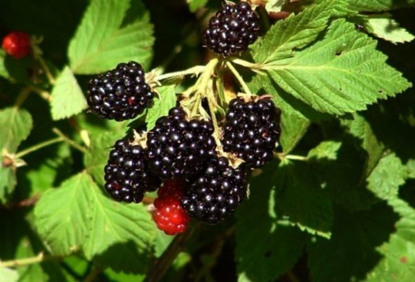  Blackberry es muy útil fresco.
