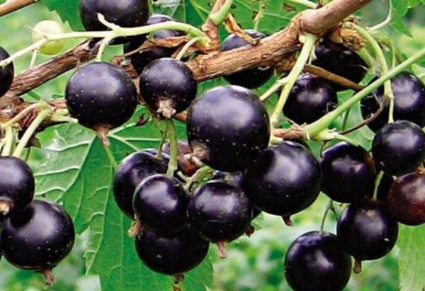 Varietà di ribes pigmeo sul cespuglio