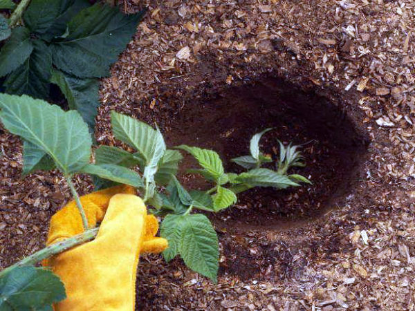  Reproducción de brotes apicales de mora de jardín.