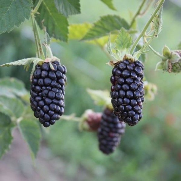  Blackberry cultivar Black Bute en un arbusto