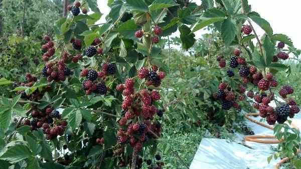  Blackberry bush with fruits