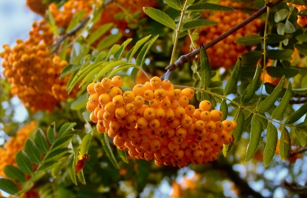  La varietà Rowan Yellow è ottima per fare kvas, marmellata, come ripieno per torte salate