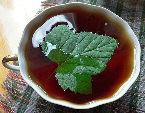  Il tè di foglie di ribes ha un effetto tonico.