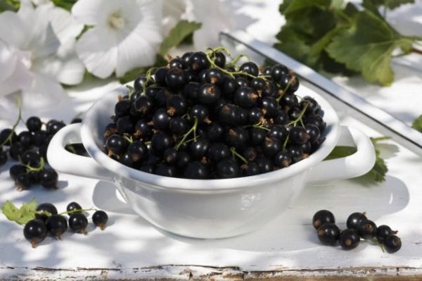 Fresco raccolto di ribes pigmeo