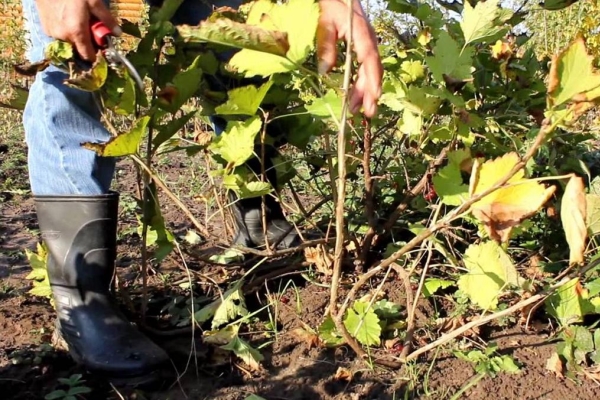 Prima di svernare il ribes dovrebbe essere tagliato con un potatore, un tagliaunghie e una sega