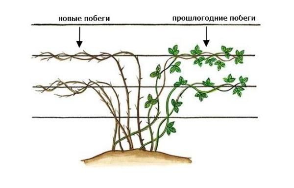  La formación de un arbusto de mora arrastrándose variedades.