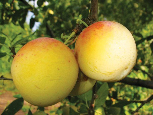  Plum Renclod de Beauvais