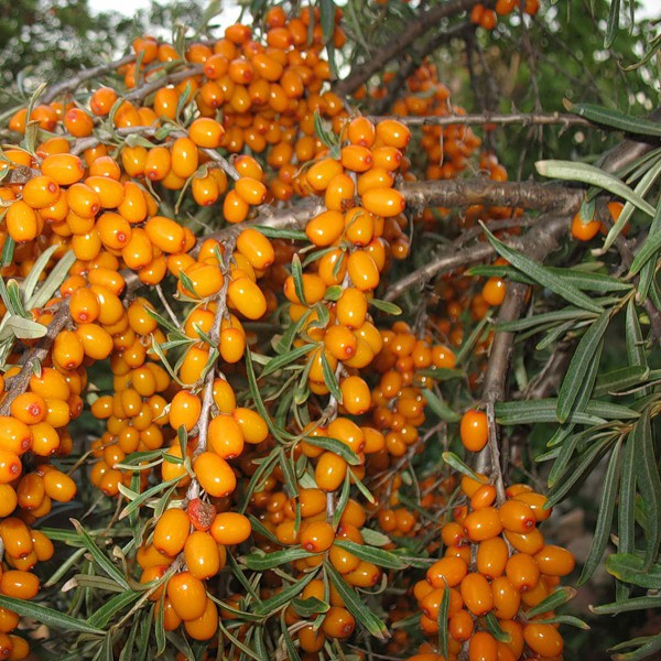  Variedad de espino cerval de mar Altai