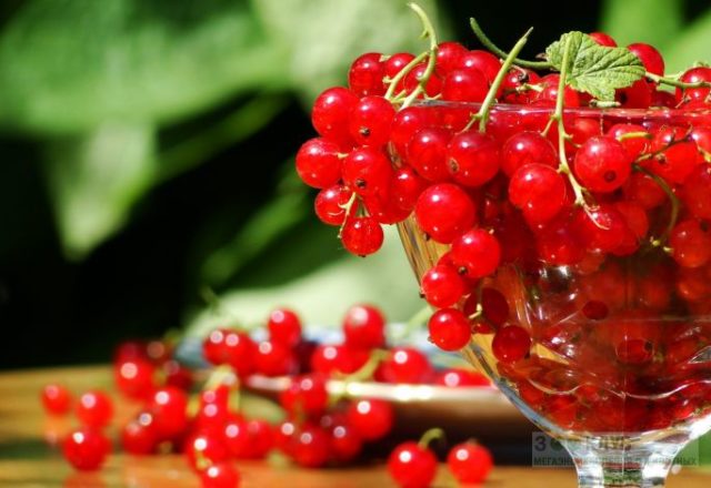  Currant sugar