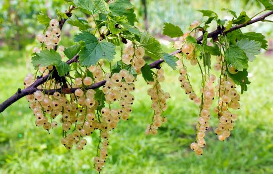  Clustere de fructe de coacăze alb coapte