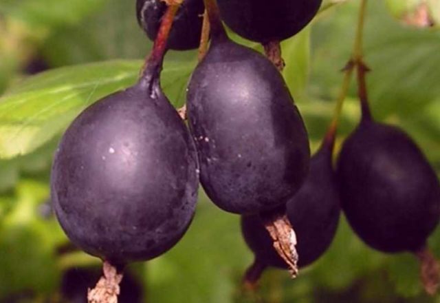  black gooseberry